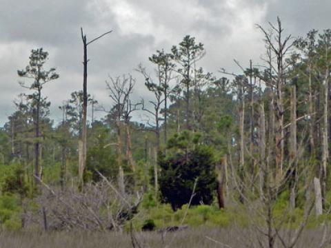 North Carolina coastal tree mortality associated with 2011 Hurricane Irene Dare County, NC ForWarn EFETAC