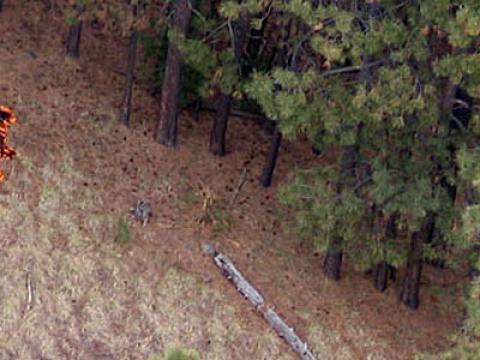 A low severity burn during the 2011 Wallow Fire. Photo credit: AZ IMT