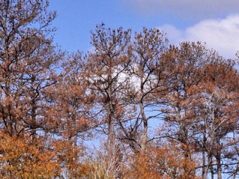 Dead pines from drought in Houston; Photo credit: Ron Billings, Texas Forest Service